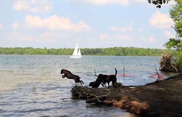 Three large dogs jump into the lake at Alum Creek State Park's dog beach.